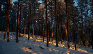 Превью обои лес, деревья, сосны, снег, зима, сумерки