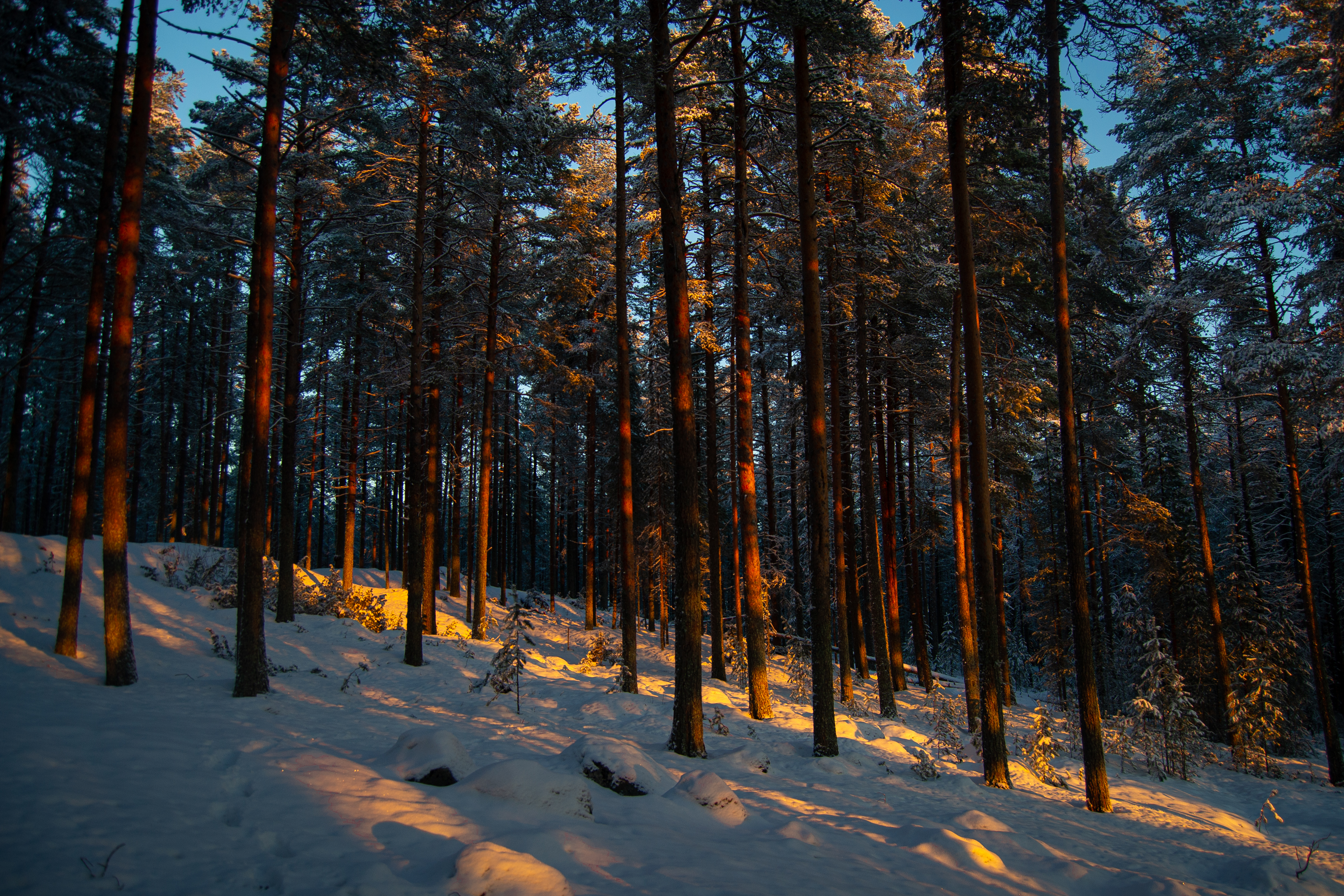 Сосновый лес зима