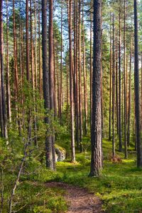 Превью обои лес, деревья, сосны, тропинка, природа