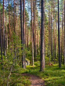 Превью обои лес, деревья, сосны, тропинка, природа