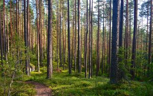 Превью обои лес, деревья, сосны, тропинка, природа