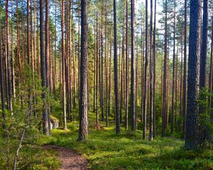 Превью обои лес, деревья, сосны, тропинка, природа