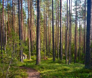 Превью обои лес, деревья, сосны, тропинка, природа