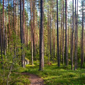 Превью обои лес, деревья, сосны, тропинка, природа