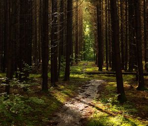 Превью обои лес, деревья, сосны, тропинка