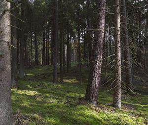 Превью обои лес, деревья, сосны, природа, лето