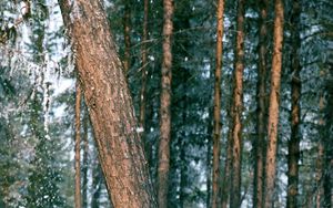 Превью обои лес, деревья, ствол, снег