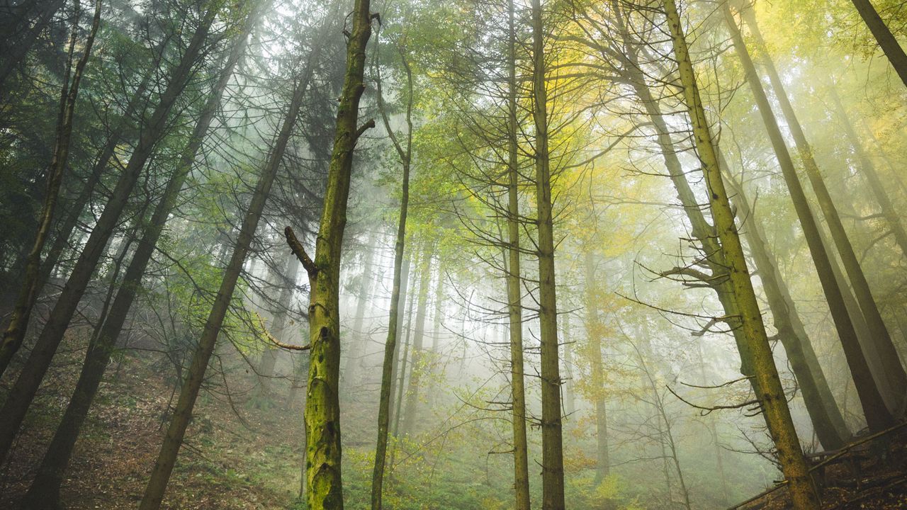 Обои лес, деревья, стволы, туман