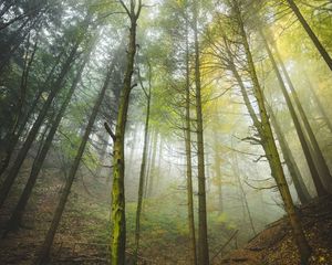 Превью обои лес, деревья, стволы, туман