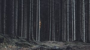 Превью обои лес, деревья, стволы, темный