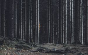 Превью обои лес, деревья, стволы, темный