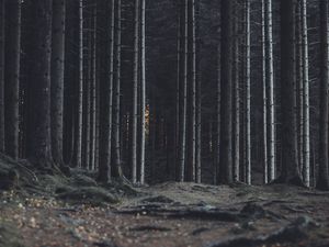 Превью обои лес, деревья, стволы, темный