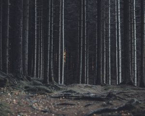 Превью обои лес, деревья, стволы, темный