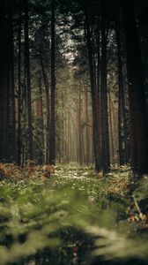 Превью обои лес, деревья, стволы, трава