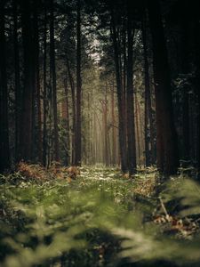 Превью обои лес, деревья, стволы, трава