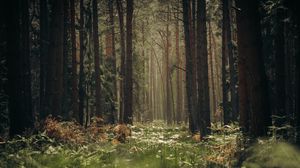 Превью обои лес, деревья, стволы, трава