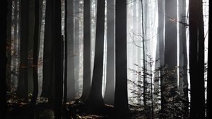 Превью обои лес, деревья, сумерки, солнечный свет, туман