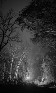 Превью обои лес, деревья, свечение, ночь, черно-белый