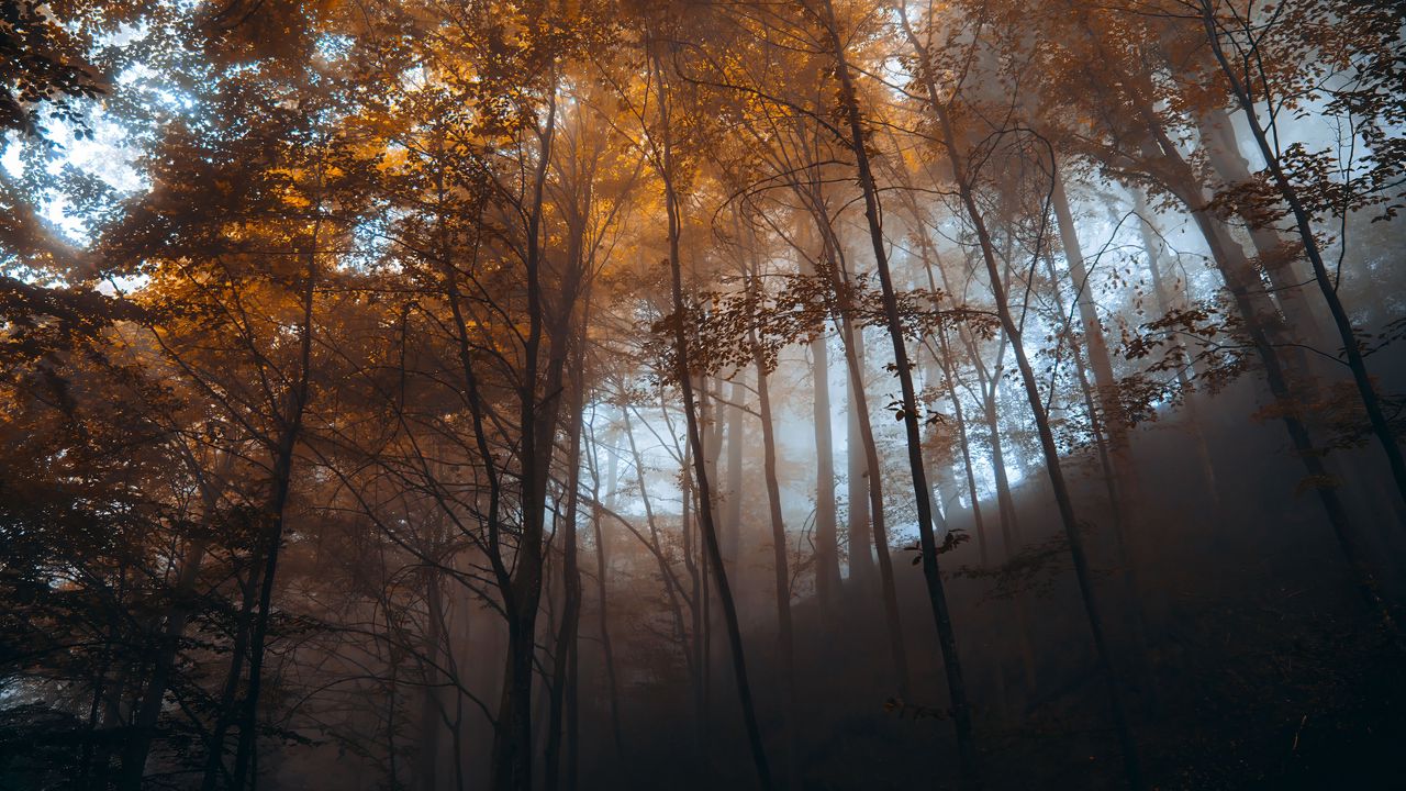 Обои лес, деревья, свет, природа, пейзаж