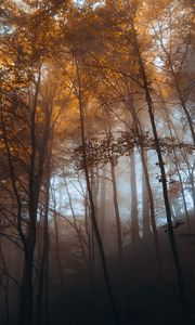 Превью обои лес, деревья, свет, природа, пейзаж