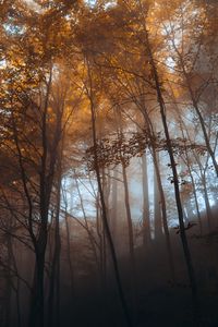 Превью обои лес, деревья, свет, природа, пейзаж