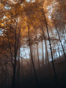Превью обои лес, деревья, свет, природа, пейзаж