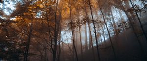 Превью обои лес, деревья, свет, природа, пейзаж