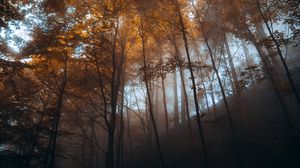 Превью обои лес, деревья, свет, природа, пейзаж