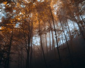 Превью обои лес, деревья, свет, природа, пейзаж