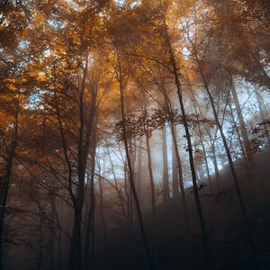 Превью обои лес, деревья, свет, природа, пейзаж