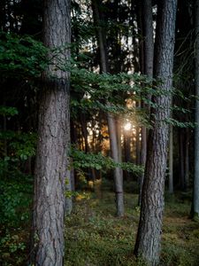 Превью обои лес, деревья, свет, природа
