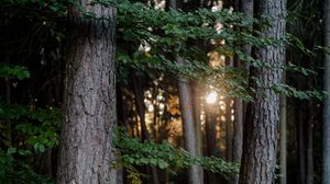 Превью обои лес, деревья, свет, природа