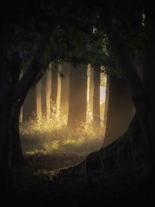 Превью обои лес, деревья, свет, лучи, туман, природа
