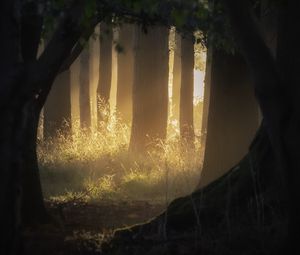 Превью обои лес, деревья, свет, лучи, туман, природа