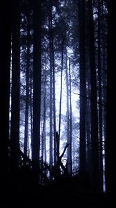 Превью обои лес, деревья, свет, темный