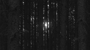 Превью обои лес, деревья, свет, темнота