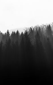 Превью обои лес, деревья, свет, черно-белый