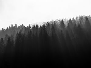 Превью обои лес, деревья, свет, черно-белый