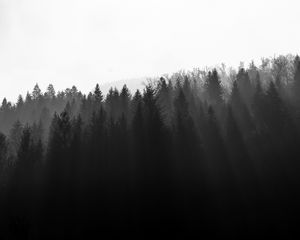 Превью обои лес, деревья, свет, черно-белый