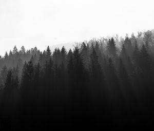Превью обои лес, деревья, свет, черно-белый