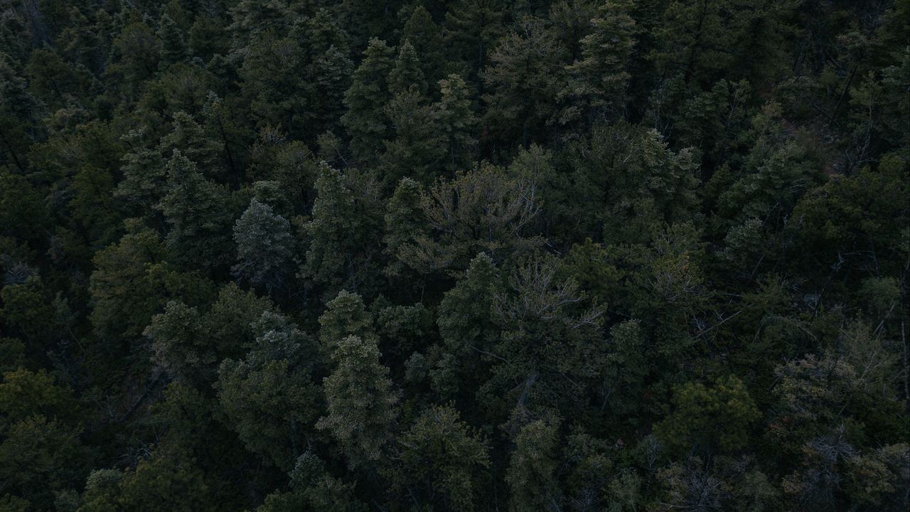Обои лес, деревья, темный, вид сверху