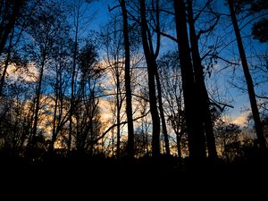 Превью обои лес, деревья, темный, сумерки, вечер
