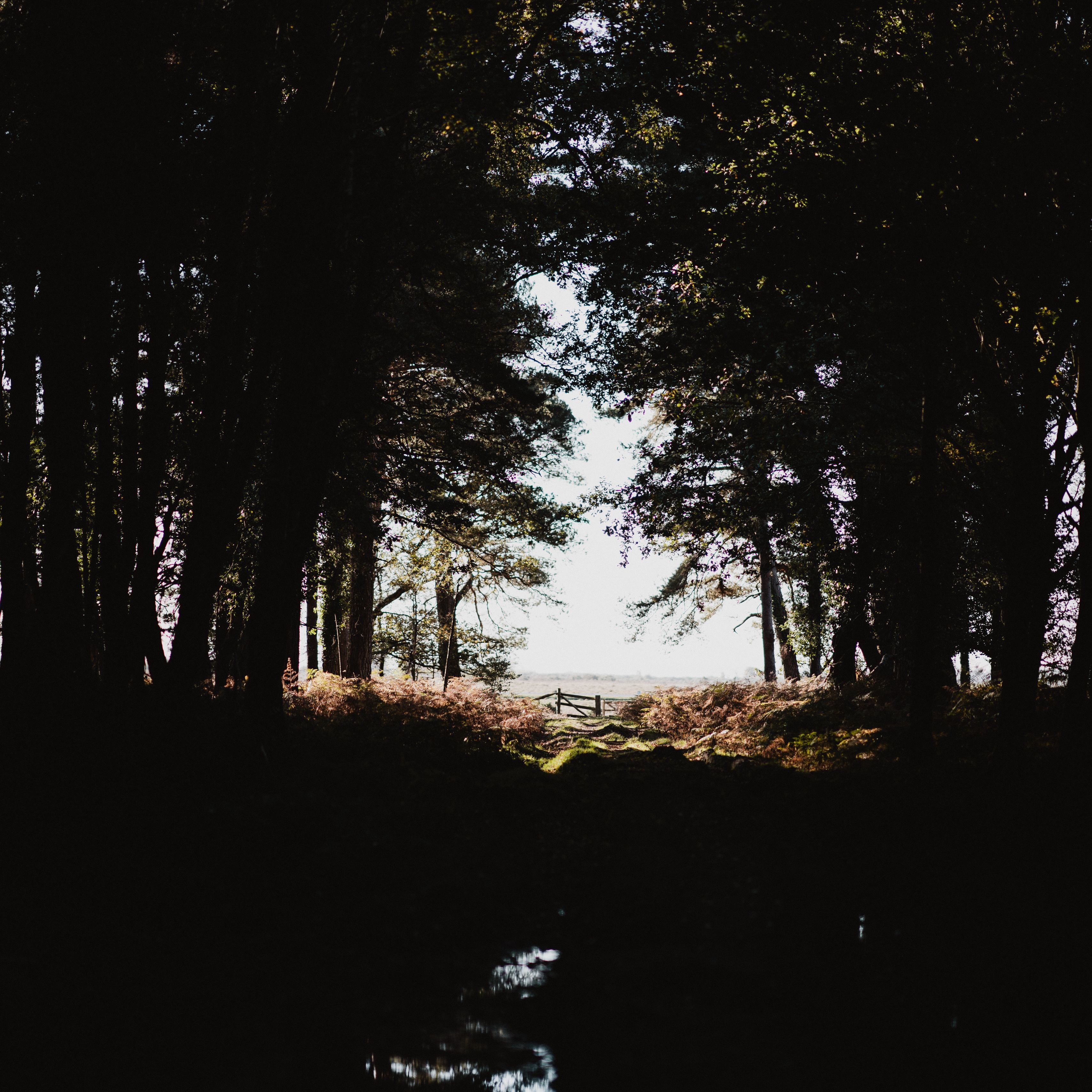 Forest of shadows. Темные тени лежат под деревьями. Мелькающие тени ветвей в комнате снимки. Реальные фото природа тень наискосок горизонтальное.