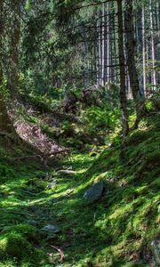 Превью обои лес, деревья, трава, hdr