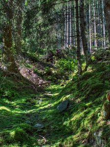 Превью обои лес, деревья, трава, hdr