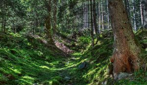 Превью обои лес, деревья, трава, hdr