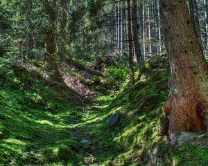 Превью обои лес, деревья, трава, hdr