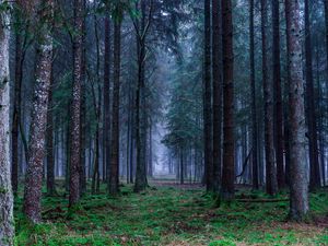 Превью обои лес, деревья, трава, туман