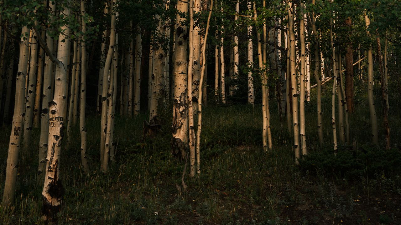 Обои лес, деревья, трава, пейзаж, природа