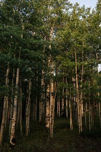 Превью обои лес, деревья, трава, пейзаж, природа